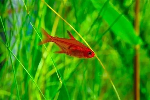 Ember Tetra və ya Hyphessobrycon