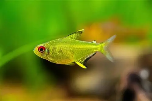 Lemon Tetra