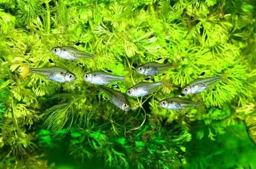 11 types de poissons Tetra & Informations sur l'élevage (avec photos)