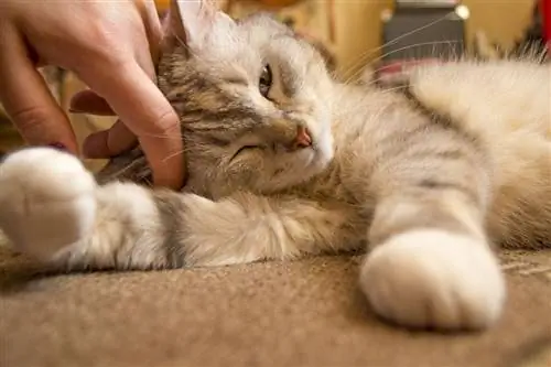 mão acariciando gato