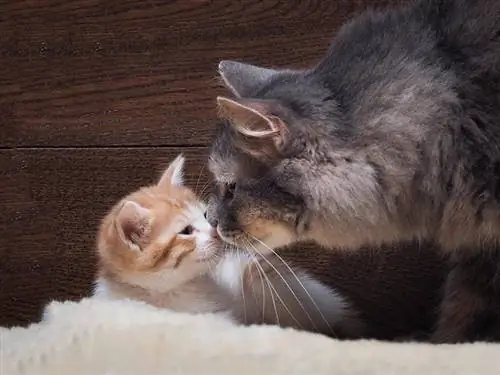 Hoe u uw kitten kunt introduceren in uw huis met meerdere katten (stapsgewijze handleiding)