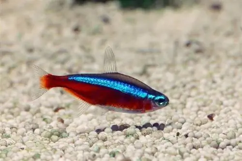 Cardinal Tetra: hooldusjuhend, tüübid, suurus & eluiga (koos piltidega)