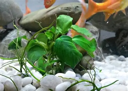 Anubias-Commons wikimedia