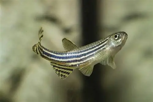 Danio-Striped_Lapis2380_shutterstock