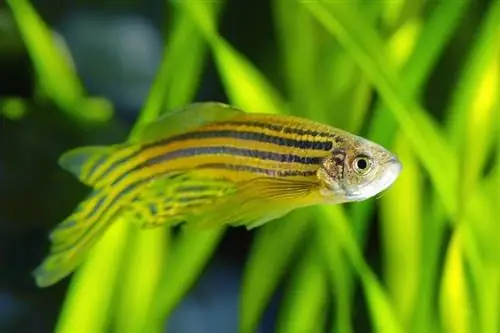 Danio Fish: Care Guide, Types, Lifespan & بیشتر (همراه با تصاویر)