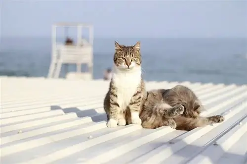 Können Katzen einen Sonnenbrand bekommen? Vom Tierarzt überprüfte Risiken & Sicherheit erklärt