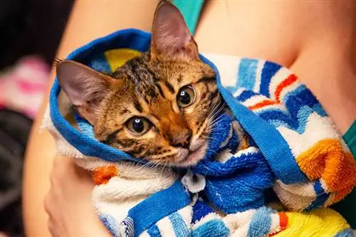 savanne kat gewikkeld in een handdoek