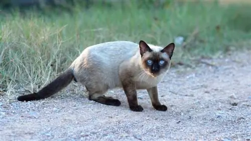 сиамска котка със сини очи