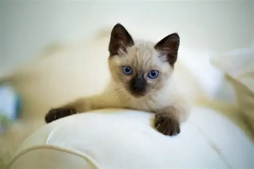 siamese kitten_Pixabay