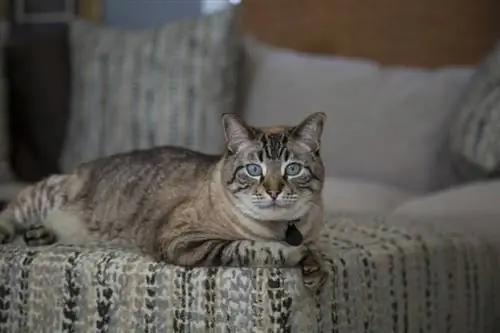 lynx point siamese_Kolander Art_Shutterstock