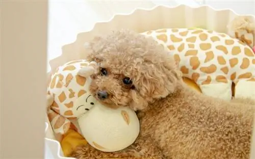 poodle pequeno deitado na cama de cachorro amarelo