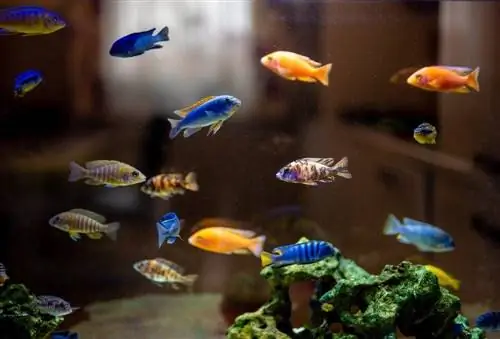 krāsaini cichlids, kas peld tvertnē