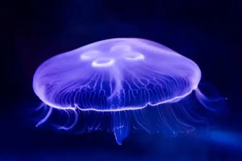 Moon Jellyfish: Care Guide, Tank Mates & Élevage (avec photos)