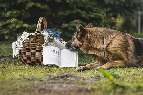 Deutscher Schäferhund liest Bücher