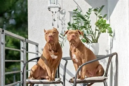 Pitbull-Hunde sitzen auf Stühlen auf einem Balkon