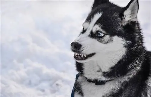 husky siberiano gruñendo