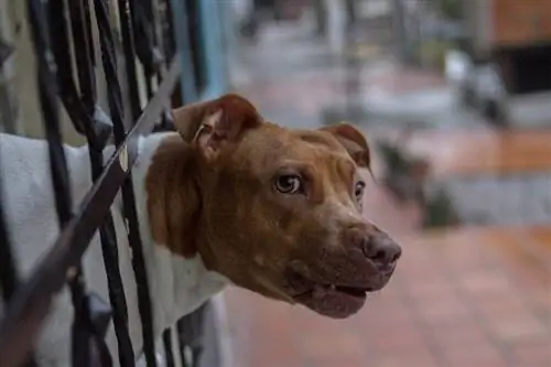 perro blanco y tostado gruñendo