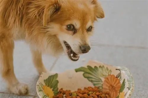 hund som smygande äter mat