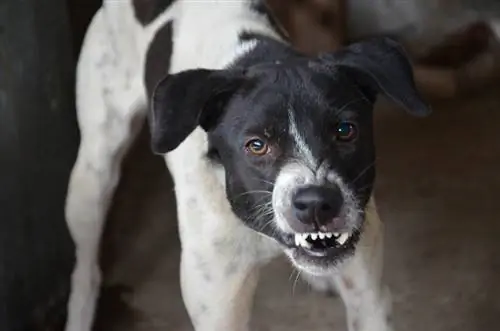 Schwarz-weißer Hund knurrt