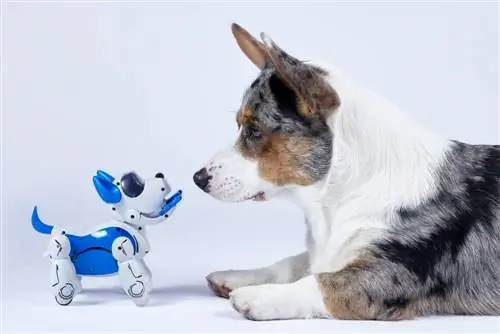 Corgi jugando con un perro de juguete tecnológico