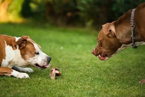 Cómo evitar que los perros se coman la comida unos a otros (4 métodos comprobados)