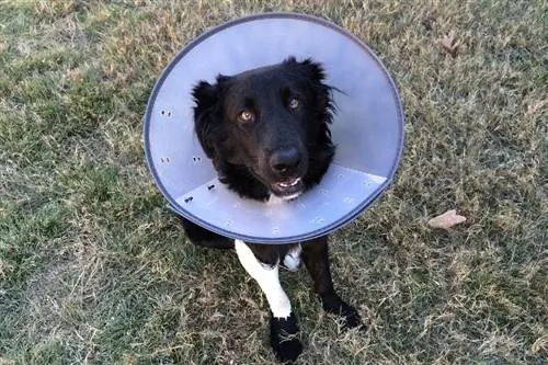 um cachorro preto usando um cone de vergonha