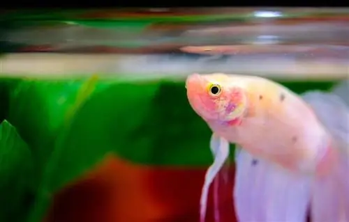 roze betta vis in het aquarium