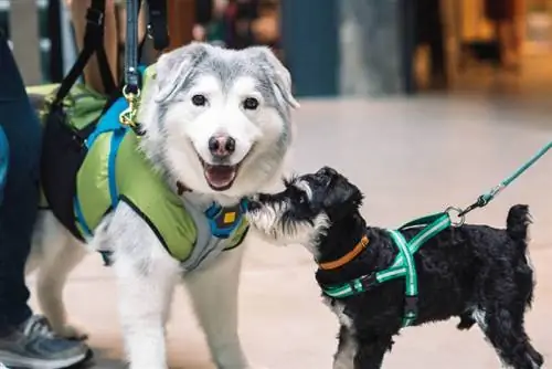 Deux chiens en laisse dans un centre commercial