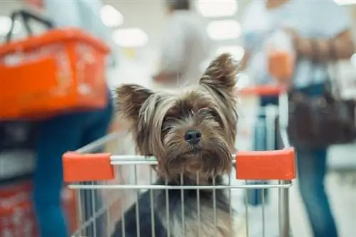 chien dans le panier