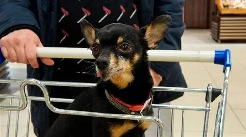 chien dans le panier