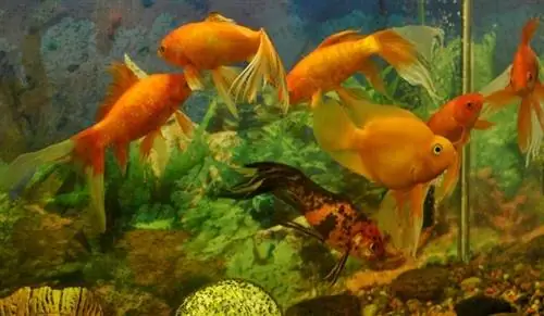 Acuario con agua y peces de colores