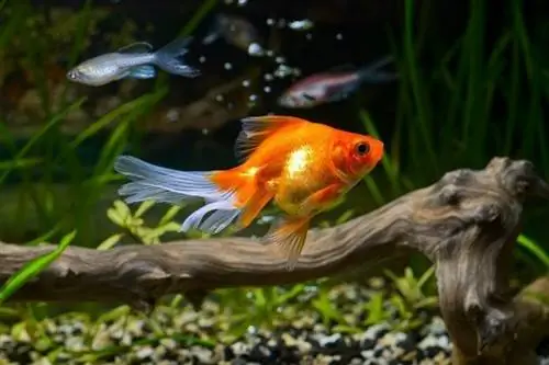 Goldfish en acuario con plantas verdes_Skumer_shutterstock