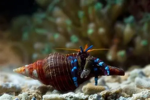 hermit crabs tawm ntawm lawv lub plhaub, hermit crabs closeup