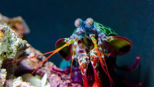 Kuidas Mantis Shrimp klaasi purustab? Faktid & KKK