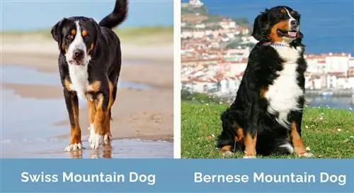 İsviçre ve Bernese Dağ Köpeği yan yana