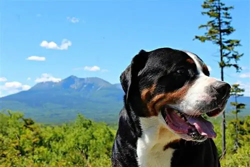 köpek-dağ-yaz-manzara-doğa-büyük-isviçre-dağ-köpeği