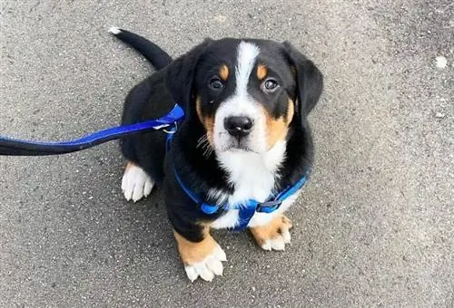 Anjing Anjing Gunung Swiss yang lebih besar