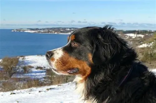 Bernese dağ köpeği