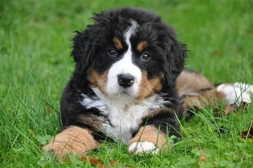 Bernese dağ köpeği