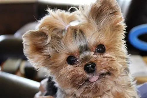 Çay Fincanı Yorkie Face_C Lee Parrish_shutterstock