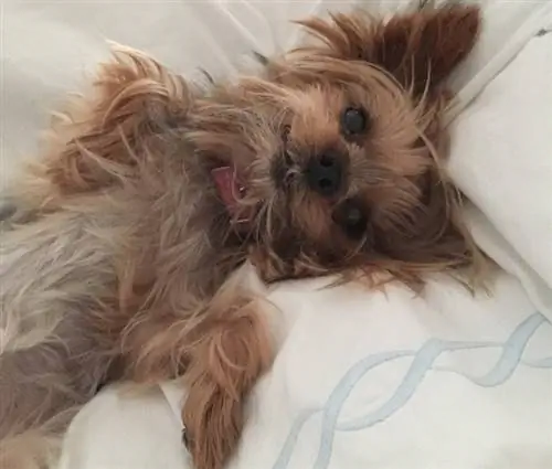 Teacup Yorkie Razza canina: informazioni, immagini, personalità & Fatti