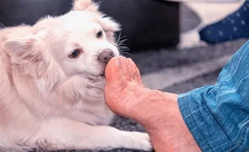 Perro lamiendo los pies del hombre en casa