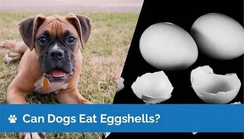 Maaari Bang Kumain ang Mga Aso ng Egg Shells? Nutrition Facts & Safety Guide