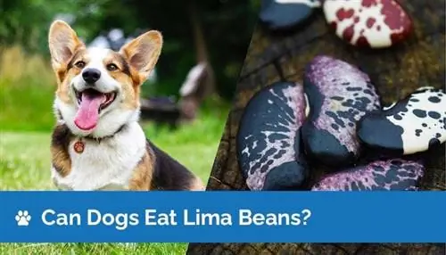 Bolehkah Anjing Makan Kacang Lima? Fakta Pemakanan & Panduan Keselamatan