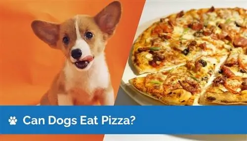 Cachorro pode comer pizza? Informações Nutricionais & FAQ