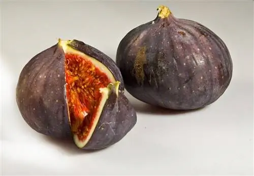 Fig