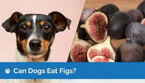 Cachorro pode comer figos? Informação Nutricional & Guia de Segurança