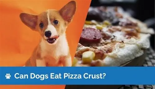 Cachorro pode comer massa de pizza? Informação Nutricional & Guia de Segurança