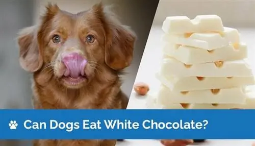 Kunnen honden witte chocolade eten? Veiligheidshandleiding & Veelgestelde vragen