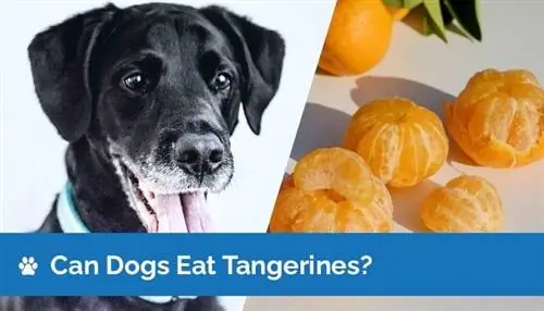 ¿Pueden los perros comer mandarinas? Información nutricional & Guía de seguridad